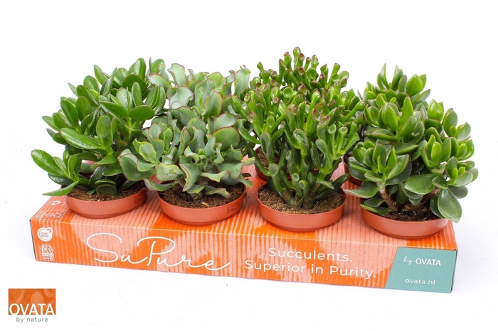 <h4>Crassula gemengd</h4>