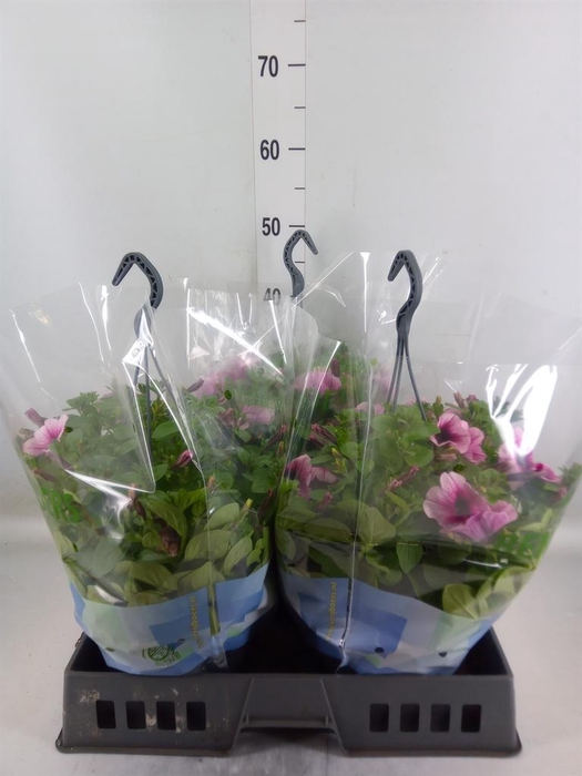 <h4>Petunia   ...</h4>