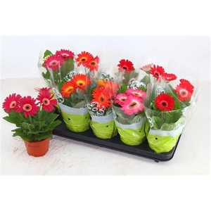 Gerbera gemengd