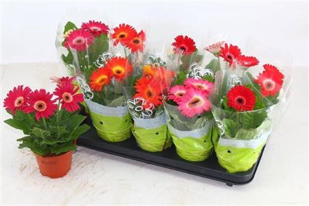 <h4>Gerbera gemengd</h4>