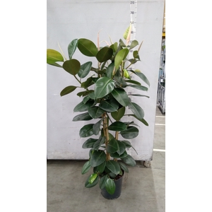 Ficus elastica 'Robusta'