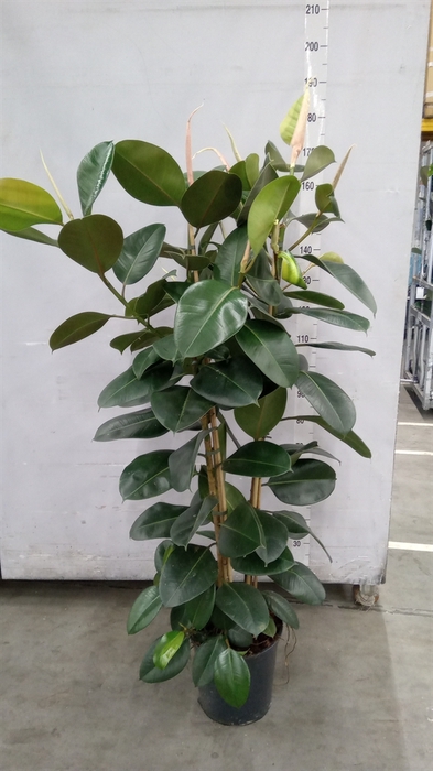 <h4>Ficus elastica 'Robusta'</h4>