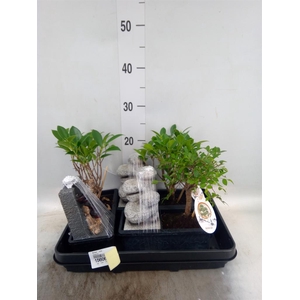 Bonsai   ...mix