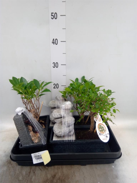 <h4>Bonsai   ...mix</h4>