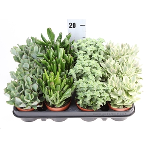 Crassula   ...mix