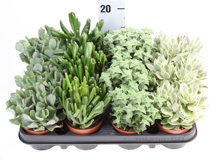 Crassula   ...mix