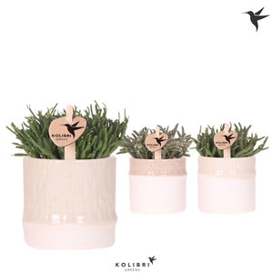 Kolibri Greens Rhipsalis mix in Bamboo pot mix