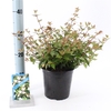 Abelia grandiflora 'Sherwood' P17 (2ltr)