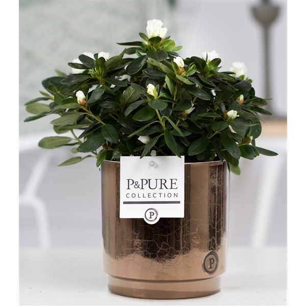 <h4>1st class Azalea white in P&PURE Juliette ceramics goldbronze</h4>