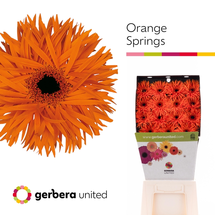 <h4>Gerbera Spider Orange Springs Diamond</h4>