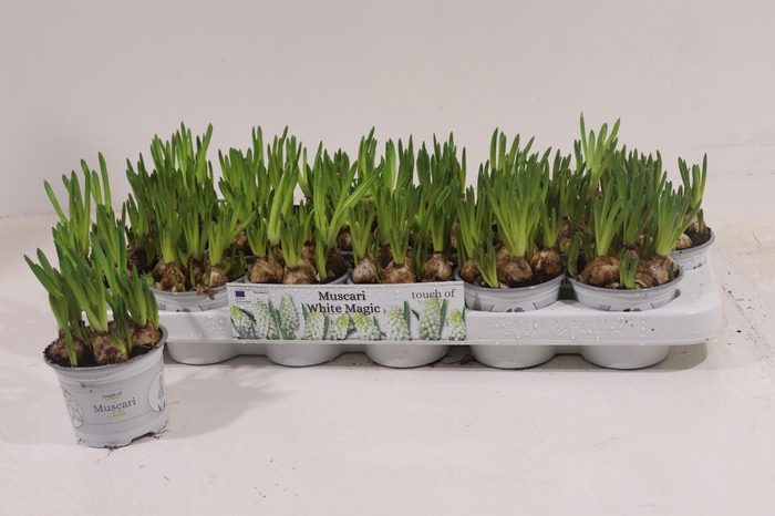 <h4>MUSCAR WHITE MAGIC</h4>