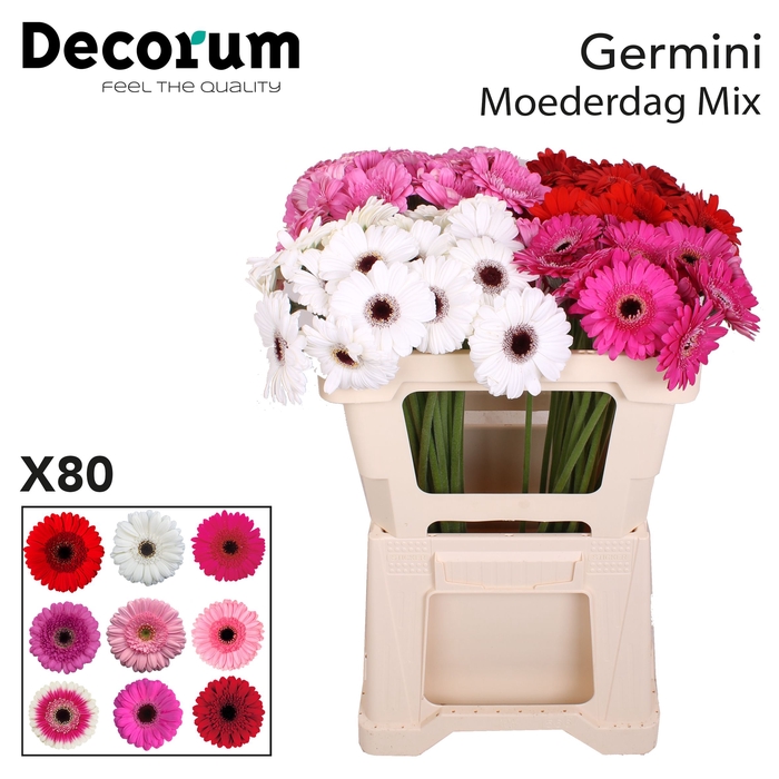 <h4>Germini Mix Moederdag Water</h4>