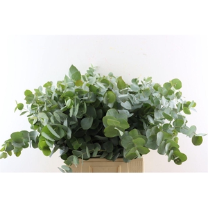 Euca Cinerea 72 Cm P Stem South Africa