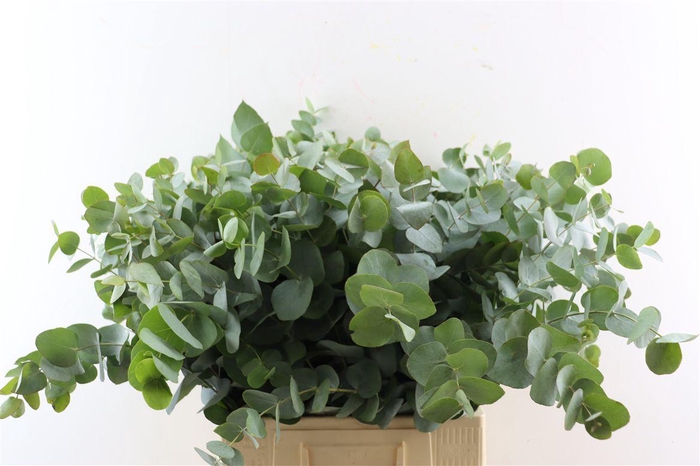<h4>Euca Cinerea 72 Cm P Stem South Africa</h4>