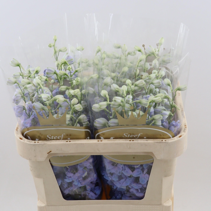 <h4>DELPH DU DEW AZUL</h4>