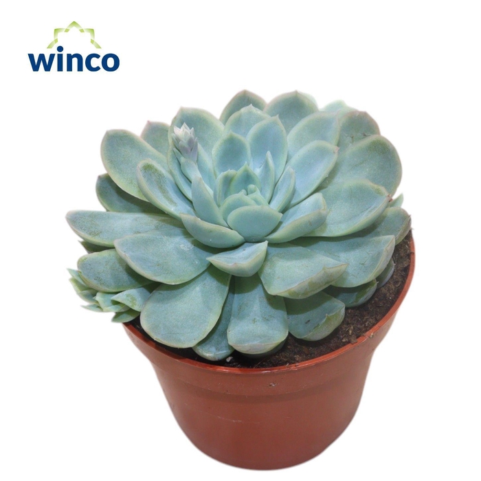 <h4>Echeveria Zonnestraal</h4>