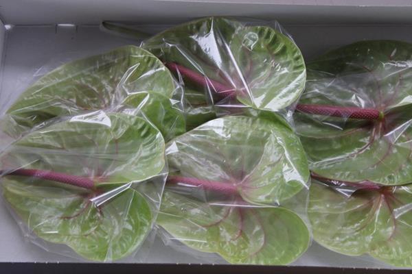 <h4>Anth A Verino X10</h4>