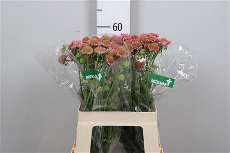 <h4>Scab At Candy Scoop</h4>