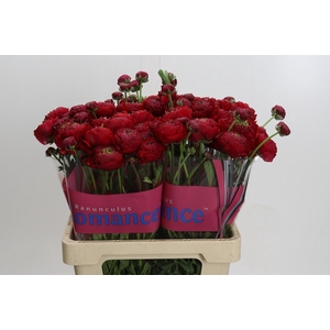 Ranunculus Romance Odon
