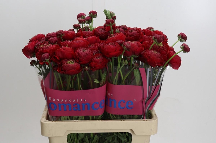 <h4>Ranunculus Romance Odon</h4>