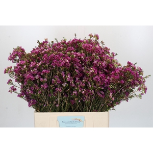 Chamelaucium 'Nina's Delight'