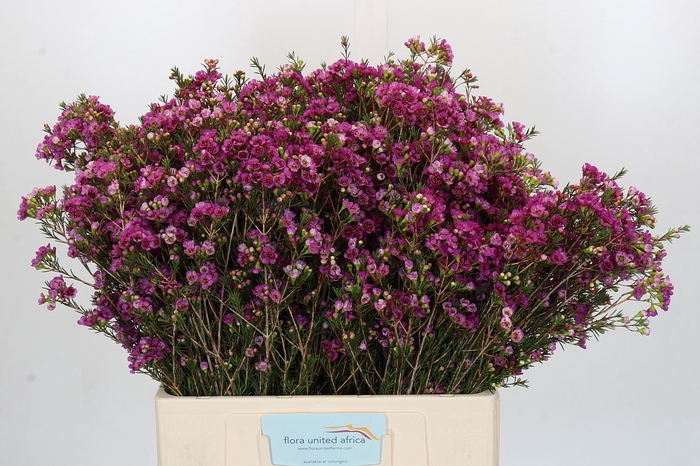 <h4>Chamelaucium 'Nina's Delight'</h4>