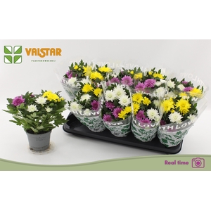 CHRYS DA VINC GEM PT