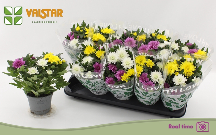 <h4>CHRYS DA VINC GEM PT</h4>