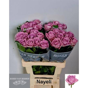 R Gr Nayeli!