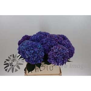 Hydrangea rodeo purple