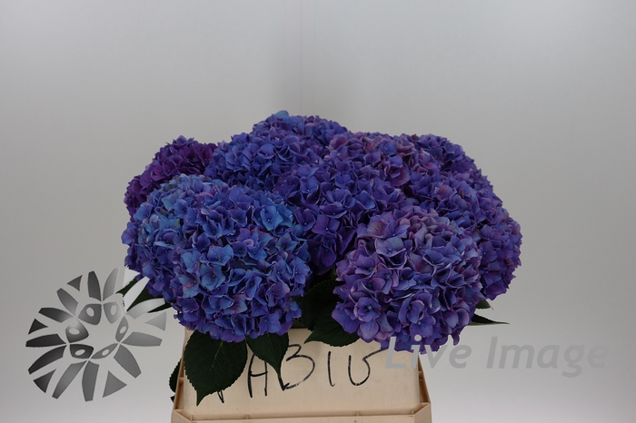 <h4>Hydrangea rodeo purple</h4>