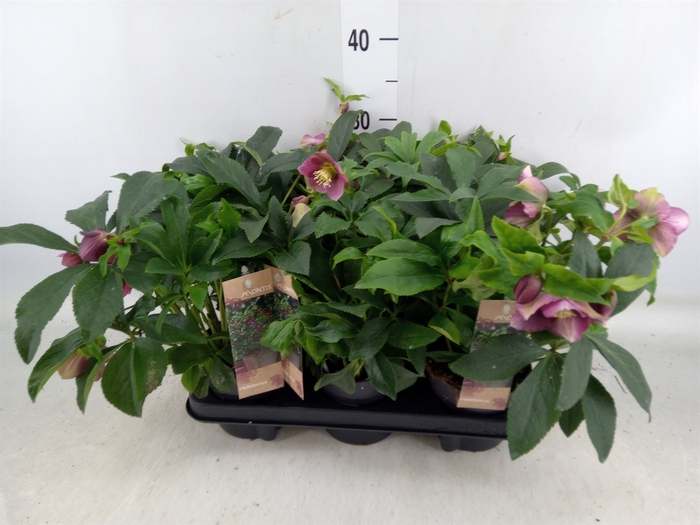 <h4>Helleborus ori.</h4>