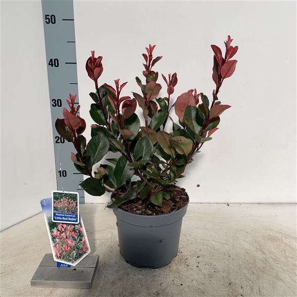 <h4>Photinia fraseri 'Little Red Robin'</h4>