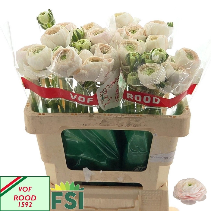 <h4>RAN SU HANOI</h4>