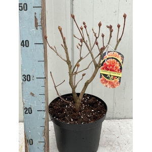 RHOD MO GOLDEN EAGLE