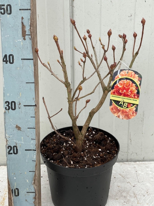 <h4>RHOD MO GOLDEN EAGLE</h4>