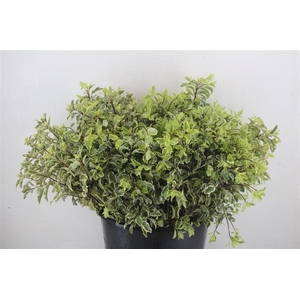 Pitto Nigra 150gr P Bunch