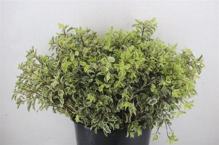 <h4>Pitto Nigra 150gr P Bunch</h4>