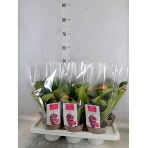 Medinilla magn. 'Candy'