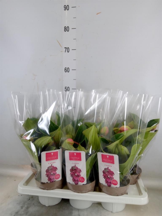 <h4>Medinilla magn. 'Candy'</h4>