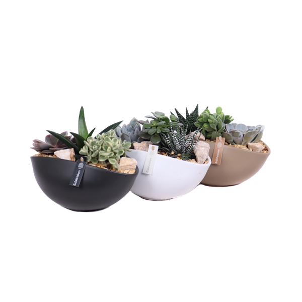 <h4>3x succulent 8,5 cm in gekleurde ovale schaal met grind, keien en etiket</h4>