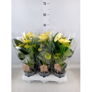 Anthurium andr. 'Vanilla'