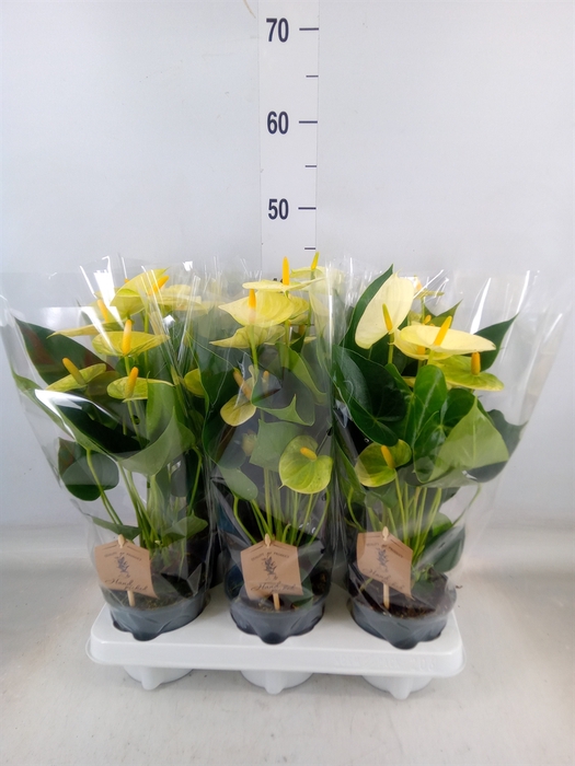 <h4>Anthurium andr. 'Vanilla'</h4>