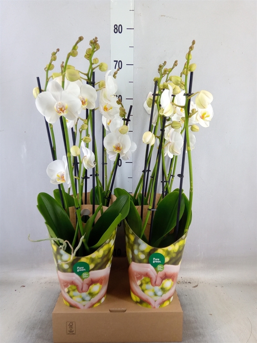 <h4>Phalaenopsis  'Ant London'</h4>