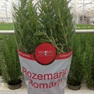 Rozemarijn P12