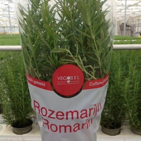 <h4>Rozemarijn P12</h4>