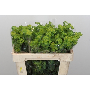 Bupleurum Griffithii