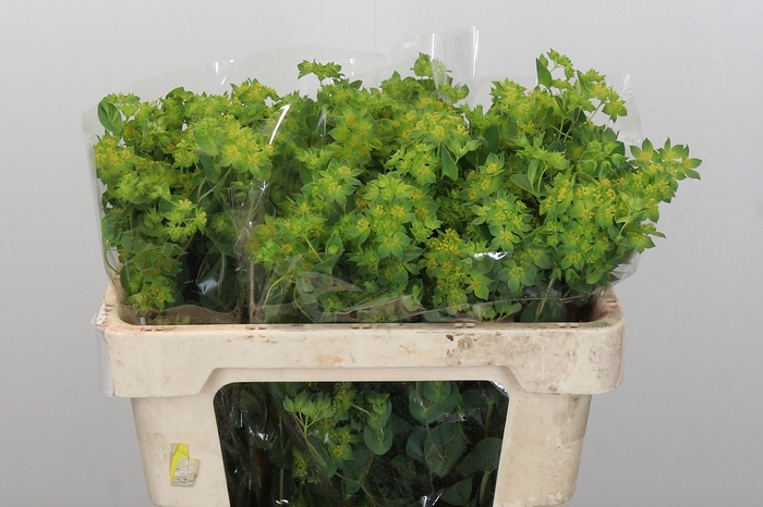 <h4>Bupleurum Griffithii</h4>