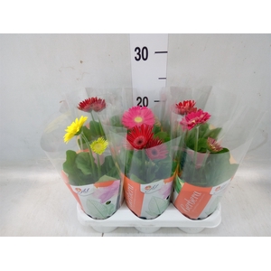 Gerbera  'Colourgame'   ...mix