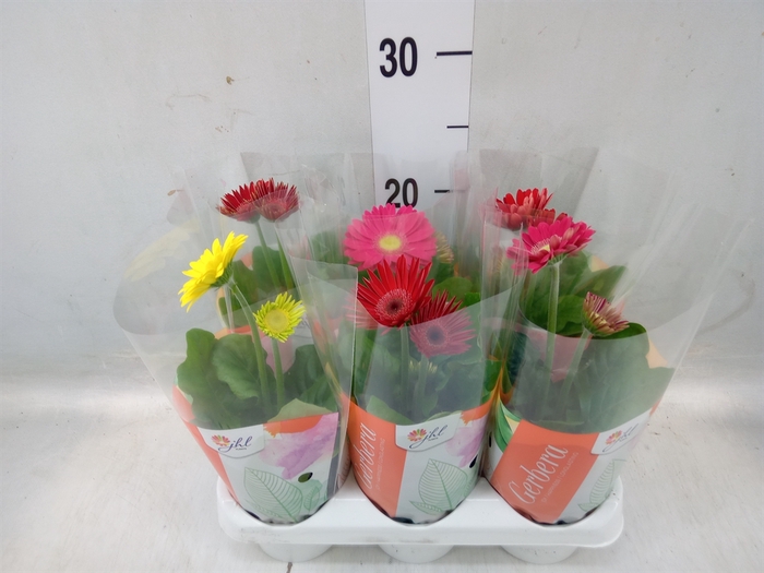 <h4>Gerbera  'Colourgame'   ...mix</h4>